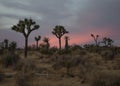 Silhouette of trees at sunset, Joshua Tree National Park, California Royalty Free Stock Photo