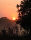 Silhouette of trees in sunset