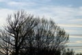 Silhouette of the trees at sunset with their branches almost without leaves.