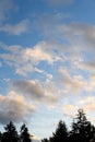 Silhouette of treetops against a colorful blue sky and clouds highlighted by setting sun, as a nature background