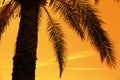 Silhouette of tropic palm tree Royalty Free Stock Photo