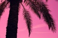 Silhouette of tropic palm tree Royalty Free Stock Photo