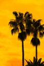 Palm trees against the golden sunset sky Royalty Free Stock Photo