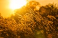 Silhouette tropical grass flower or setaceum pennisetum fountain grass on sunset Royalty Free Stock Photo