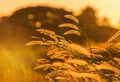 Silhouette tropical grass flower or setaceum pennisetum fountain grass on sunset