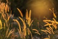 Silhouette tropical grass flower or setaceum pennisetum fountain grass on sunset