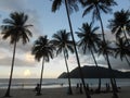 Silhouette Tropical Palm Fringe Beach Sunset