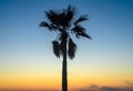 silhouette of a tropical palm tree against a sunset background Royalty Free Stock Photo