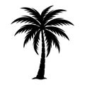 silhouette of a tropical palm tree with large fronds Royalty Free Stock Photo