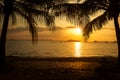 Silhouette tropical palm tree with sunset on the beach