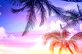 Silhouette of the tropical palm trees leaves at sky colorful toning sunset. Royalty Free Stock Photo