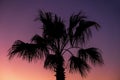 Silhouette Tropical Palm Trees At Sunset, Summer Vacation Royalty Free Stock Photo