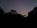 Silhouette of tropical rainforest in Singapore