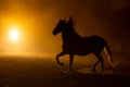 Andalusian horse in smokey setting