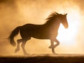 Silhouette of a trotting Frisian horse with waving manes in a orange smokey atmosphere, against the light with smoke and a bright Royalty Free Stock Photo