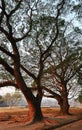 The silhouette of the trunk and branches of the large Monkey Pod or East Indian Walnut tree Royalty Free Stock Photo