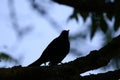 Silhouette of Turdus merula on a Branch Against Light in the Park Royalty Free Stock Photo