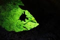 Silhouette of Turtle and fishes in the water. Royalty Free Stock Photo