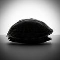 The background is plain, emphasizing the shell s texture and shape Royalty Free Stock Photo