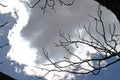 SILHOUETTE OF TWIGS AGAINST BACKLIT CLOUD
