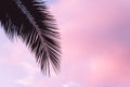 Silhouette Twigs leaf palm tree at lilac pink sunset. Vacation and relaxation at sea