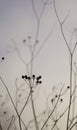 Silhouette of twigs with seedpods in late afternoon in the autumn