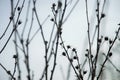 Silhouette of twigs with seedpods in late afternoon in the autumn