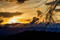 The beauty of a shadow tree branches with sky at sunset background.