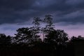 Silhouette of twin trees in the evening in cloudy weather Royalty Free Stock Photo