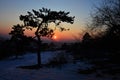 Silhouette of twisted pine tree in winter sunset, snow covered fields in background