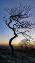 Silhouette of a twisted tree at sunrise Royalty Free Stock Photo