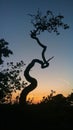 Silhouette of a twisted tree at sunset Royalty Free Stock Photo