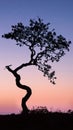 Silhouette of a twisted tree at sunset Royalty Free Stock Photo