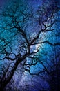 Silhouette of a twisted tree in winter, strary night background Royalty Free Stock Photo