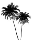 Silhouette of two Areca palm trees isolated on white