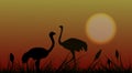 Silhouette. Two birds of African ostriches in the savannah in the grass on a background of sunset Royalty Free Stock Photo