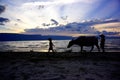 Silhouette of two boys and a cow walking on a sunset beach in Indonesia.