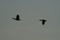 The Silhouette of two Canada geese in flight in evening sky