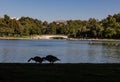 Silhouette of Two Canadian Geese on a Lake