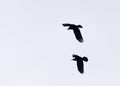 Silhouette Of Two Crows Chasing Royalty Free Stock Photo