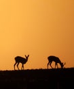 Silhouette of two deer grazing in a grassy meadow in the evening at sunset Royalty Free Stock Photo