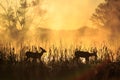 Silhouette of two fawns on a foggy morning