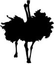 Silhouette of two fighting ostriches