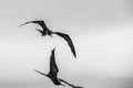 The silhouette of two frigate birds fly close to each other at sunset in Santa Cruz, Galapagos Islands Royalty Free Stock Photo