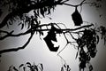 Fruit bats hanging in a tree Royalty Free Stock Photo