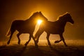 Silhouette of two galloping Haflinger Horses in a orange smokey atmosphere looking like a Rembrandt Painting
