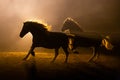 Two horses in smokey setting