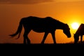 Silhouette of two horses on sunset Royalty Free Stock Photo