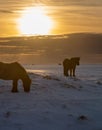 Silhouette of two Icelandic horse with the snowy ground at sunset, under a cloudy and orange sky due to the first rays of the sun Royalty Free Stock Photo