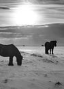 Silhouette of two Icelandic horse with the snowy ground at sunset, under a cloudy sky due to the first rays of the sun. Black and Royalty Free Stock Photo